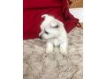 west-highland-white-terrier-small-0