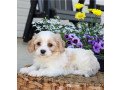 we-have-a-male-and-female-lovable-bernedoodles-pups-small-0