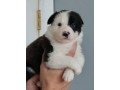 there-are-male-and-female-border-collie-pups-small-0