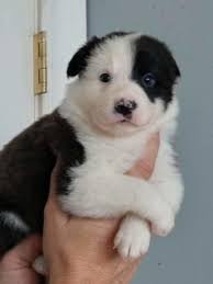 there-are-male-and-female-border-collie-pups-big-0