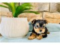 yorkshire-terrier-puppies-small-1