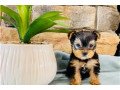 yorkshire-terrier-puppies-small-0