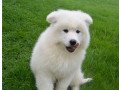 super-adorable-samoyed-puppies-small-0