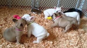 french-bulldog-puppies-ready-for-their-new-home-big-0