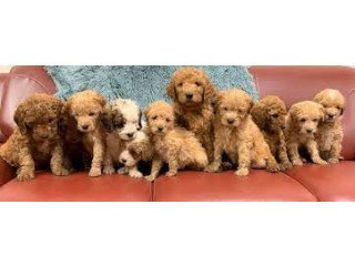 Goldendoodle puppies looking for a good home!