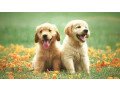 golden-retriever-puppies-for-sale-small-0