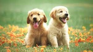 golden-retriever-puppies-for-sale-big-0