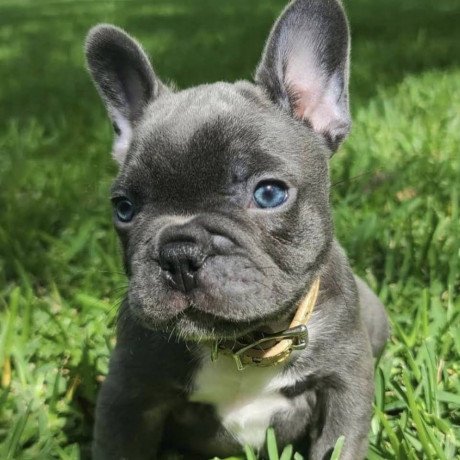 lovely-french-bulldog-puppies-ready-for-sale-big-0