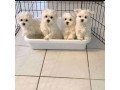 cute-maltese-puppies-for-salebeautiful-girl-puppies-available-small-0