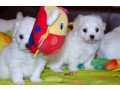 cute-maltese-puppies-for-salebeautiful-girl-puppies-available-small-1