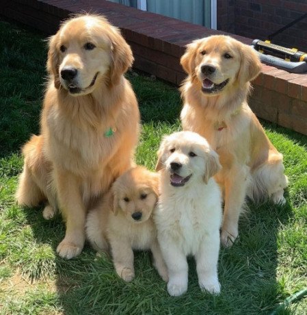 golden-retriever-puppies-for-sale-big-1