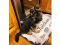 adorable-german-shepherd-puppies-available-small-0