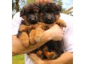 adorable-german-shepherd-puppies-available-small-1