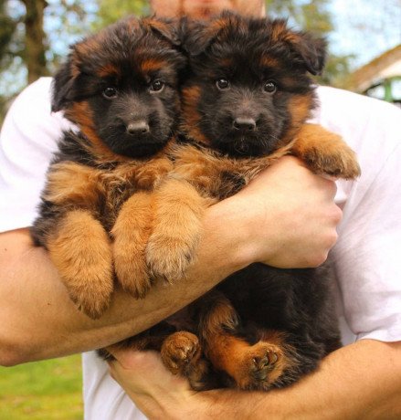 adorable-german-shepherd-puppies-available-big-1