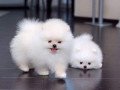 amzing-pomeranian-puppies-for-new-homes-small-1