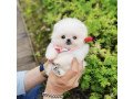 amzing-pomeranian-puppies-for-new-homes-small-0