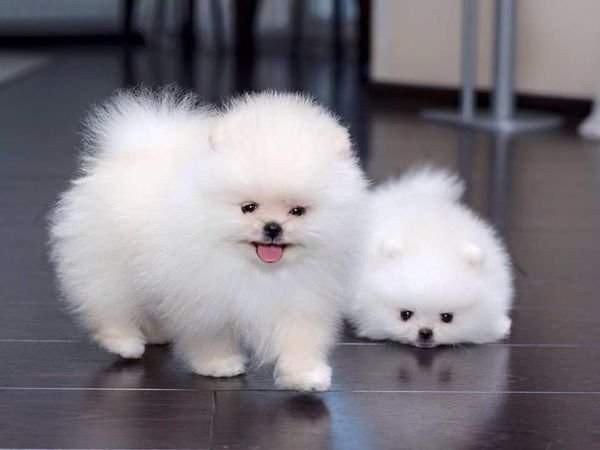 amzing-pomeranian-puppies-for-new-homes-big-1