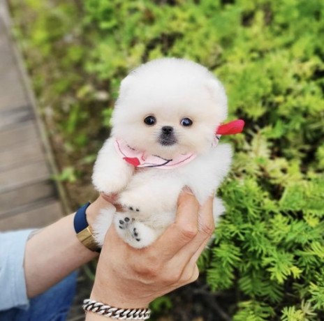 amzing-pomeranian-puppies-for-new-homes-big-0