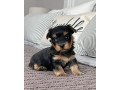 yorkshire-terrier-puppies-for-new-homes-small-1