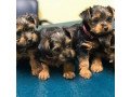 yorkshire-terrier-puppies-for-new-homes-small-0