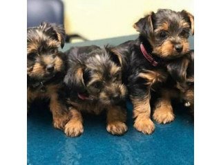 Yorkshire terrier puppies  for new homes.