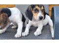 beautiful-beagle-puppies-for-sale-small-0