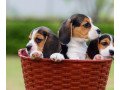 beautiful-beagle-puppies-for-sale-small-1