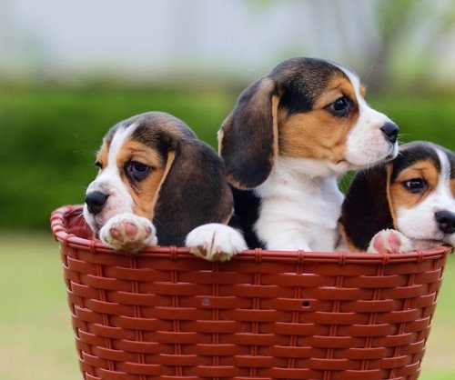beautiful-beagle-puppies-for-sale-big-1