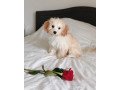 beautiful-cavachon-puppies-ready-for-sale-small-0