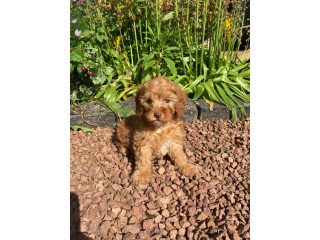 Beautiful Cavapoo puppies ready for sale.