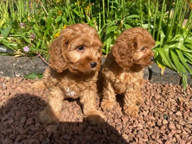 beautiful-cavapoo-puppies-ready-for-sale-big-1
