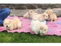 i-am-selling-beautiful-chow-chow-puppies-small-1