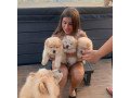 i-am-selling-beautiful-chow-chow-puppies-small-0