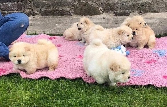 i-am-selling-beautiful-chow-chow-puppies-big-1
