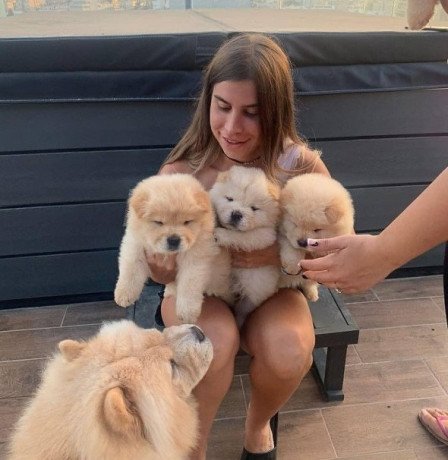 i-am-selling-beautiful-chow-chow-puppies-big-0