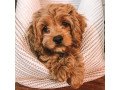 gorgeous-cockapoo-puppies-small-1