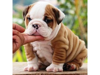 English bulldog puppy  for adoption.
