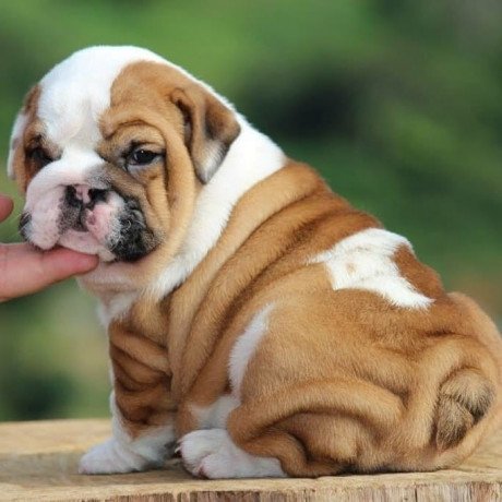 english-bulldog-puppy-for-adoption-big-1