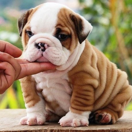 english-bulldog-puppy-for-adoption-big-0