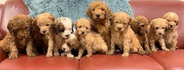 goldendoodle-puppies-for-sale-big-0