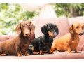miniature-dachshund-puppies-for-sale-small-0