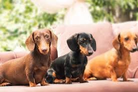 miniature-dachshund-puppies-for-sale-big-0