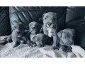 blue-staffordshire-bull-terrier-puppies-for-sale-small-0