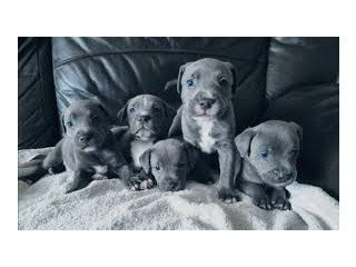 Blue Staffordshire Bull Terrier puppies for sale.