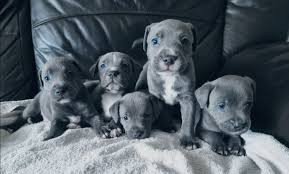 blue-staffordshire-bull-terrier-puppies-for-sale-big-0