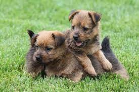 australian-terrier-puppies-for-sale-big-0