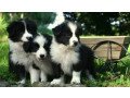 border-collie-puppies-for-sale-small-0