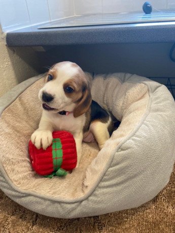 beagle-puppies-for-sale-big-2