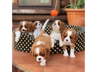 Cavalier King Charles Spaniel puppies for sale.