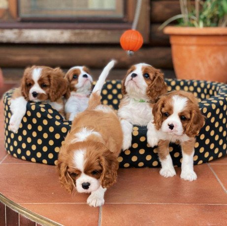 cavalier-king-charles-spaniel-puppies-for-sale-big-0